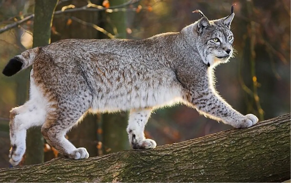 Luchs auf Baum